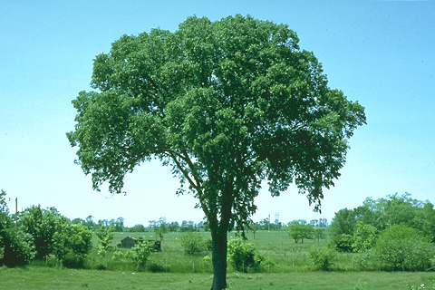 american-elm-2a.jpg