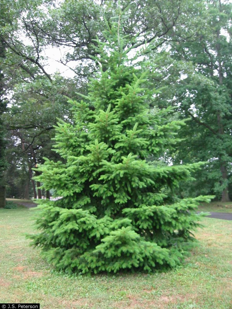 douglas-fir-young-1a.jpg