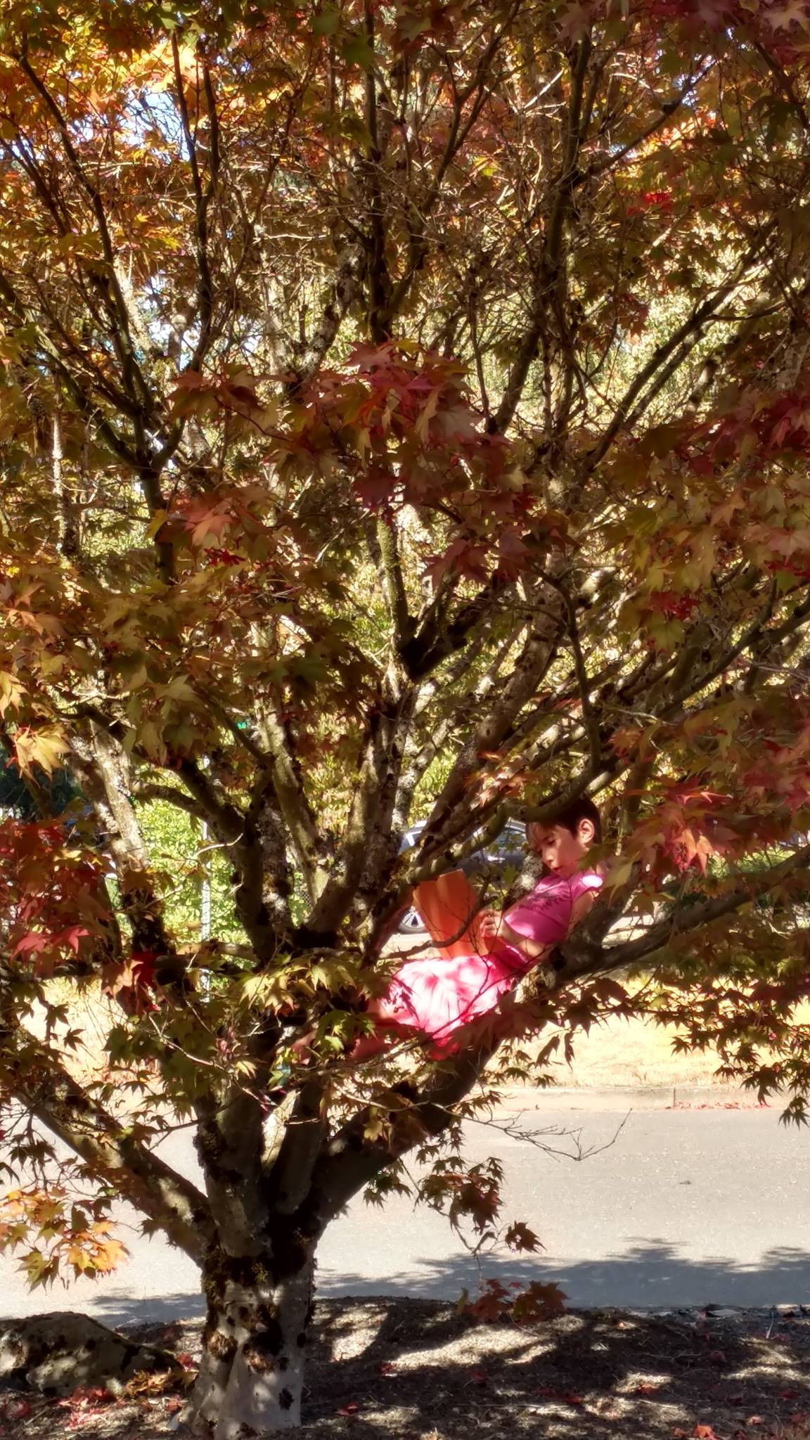 Enjoying time in a tree